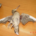 DSC00561