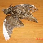 DSC00562