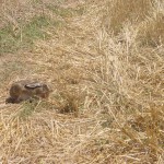 DSC00905