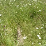 DSC00909